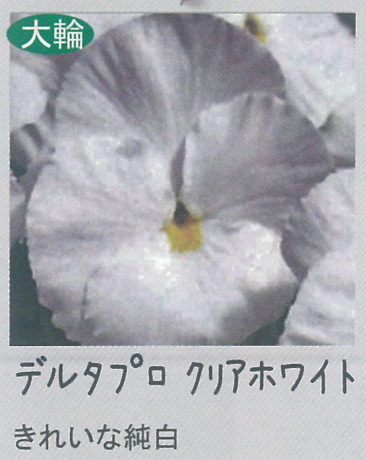 【先行予約商品】【産直】【送料1/2】パンジー デルタプロ クリアホワイト 3.5号24入り